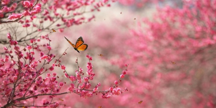 beautiful-nature-pink-trees-butterfly-free-hd-wallpapers-750x375