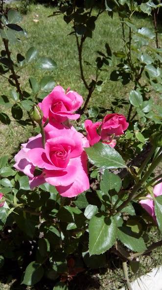 35628339_1737839979618816_4616824697688948736_n