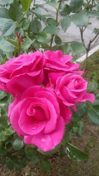 35650530_1737839959618818_3740394130828689408_n