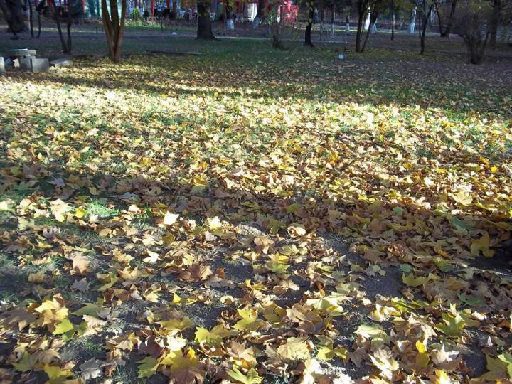 35720492_1737754612960686_7636842389369257984_n