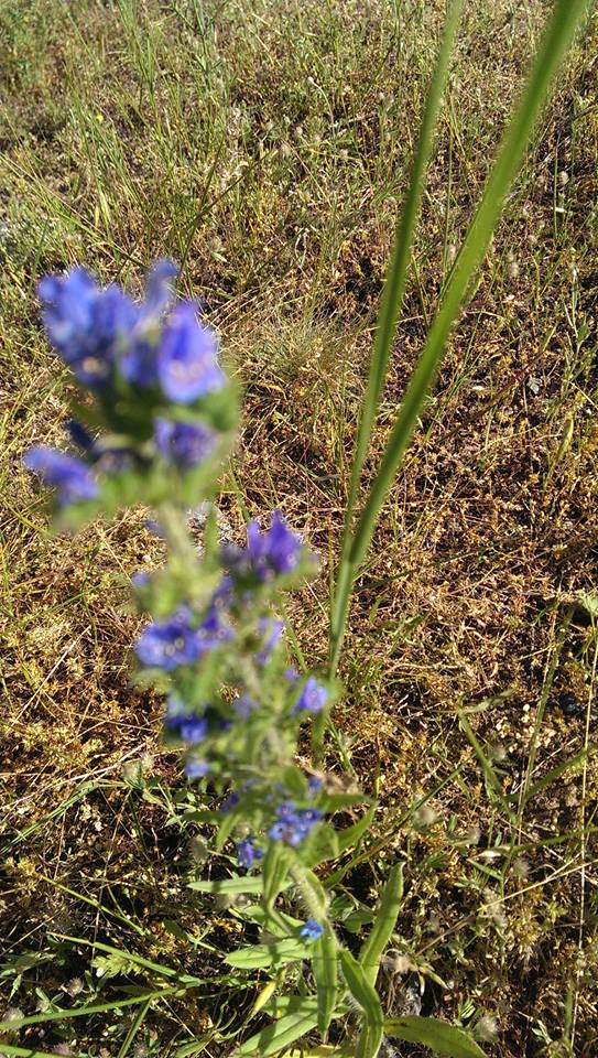 36578780_10156343473131832_3720393026476965888_n