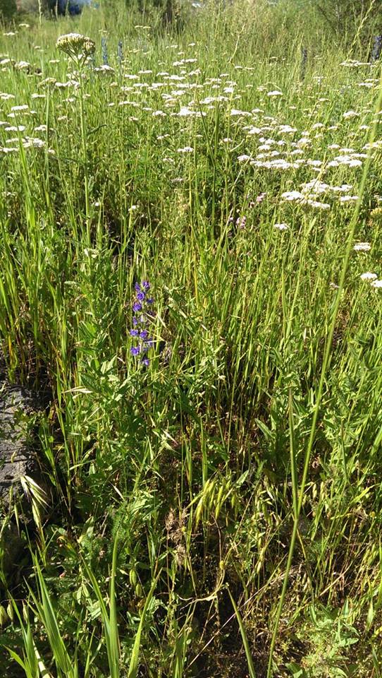 36625075_10156343474656832_7047095211570233344_n