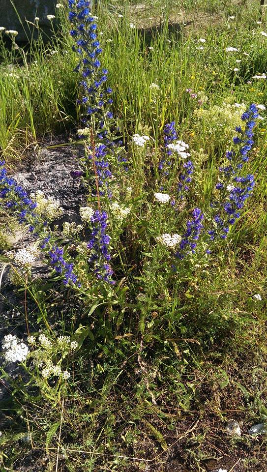 36680593_10156343472621832_2028586377582477312_n