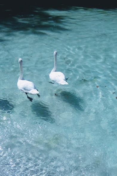 38411944_874732769404591_7598059122449186816_n