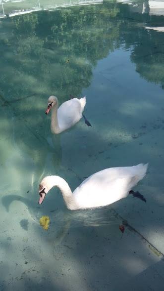 39102660_283390698912312_7043866332466511872_n