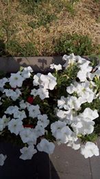 39146130_1798949023524257_6786779318228877312_n