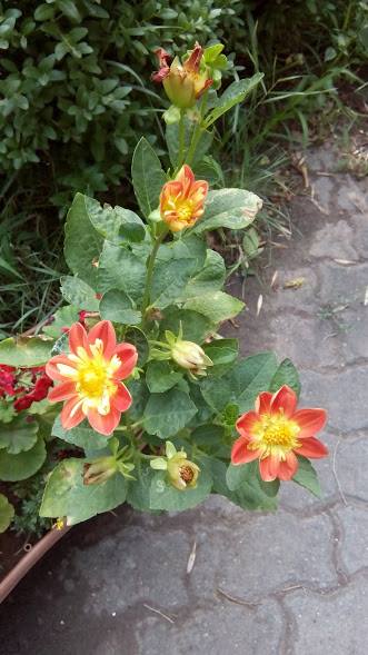 39262755_230929330959795_2454637619993116672_n