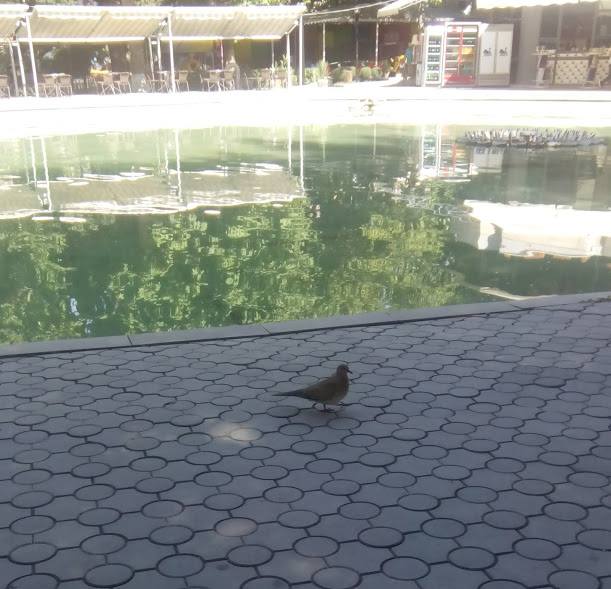 39585346_240186009970968_4494625666867658752_n