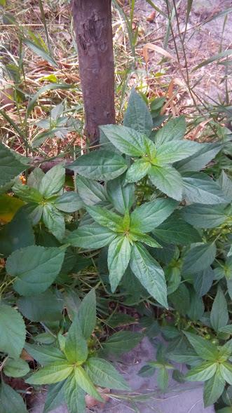 39891264_310706736142684_643392152549720064_n