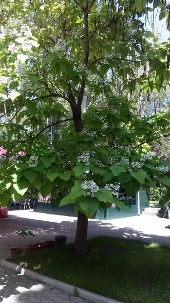 39989516_473707116439927_2567218659965534208_n