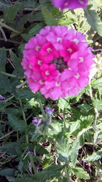 39665486_515305928914006_5671890169934905344_n