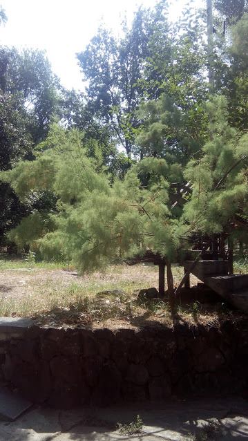 41489454_281048392622225_4314241674705371136_n