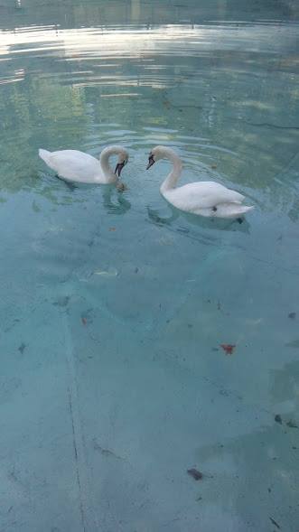 41498830_276353389854542_6694271250295947264_n