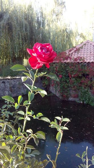 41895212_550533242074427_5178540603926904832_n