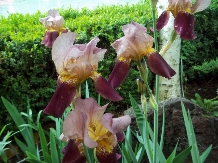 42363912_259255891390506_3141493591742873600_n