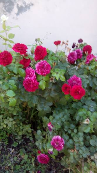 42915729_237213440291097_370025296704831488_n