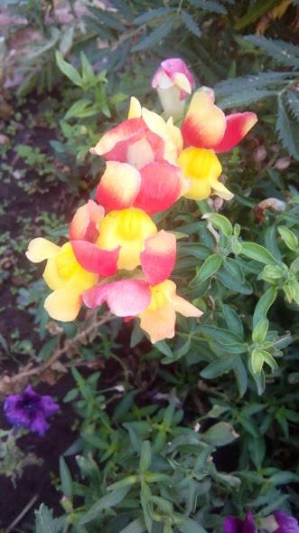 39714708_2091188790893892_1508489584911056896_n