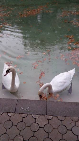 49669503_277473636228162_7977272900388388864_n