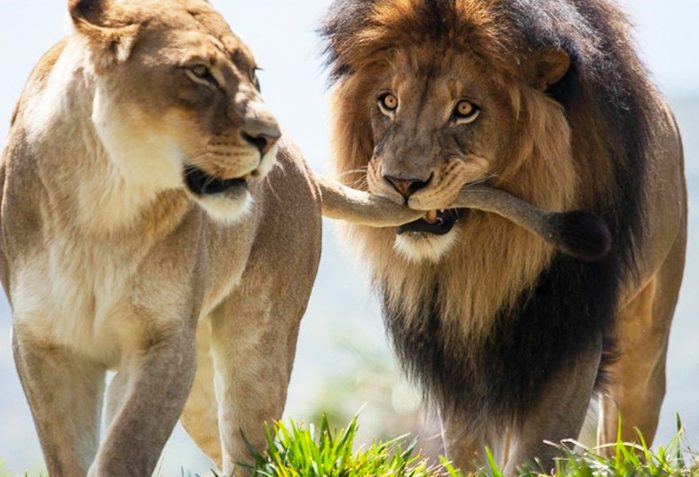 lion-family-e1530341928966