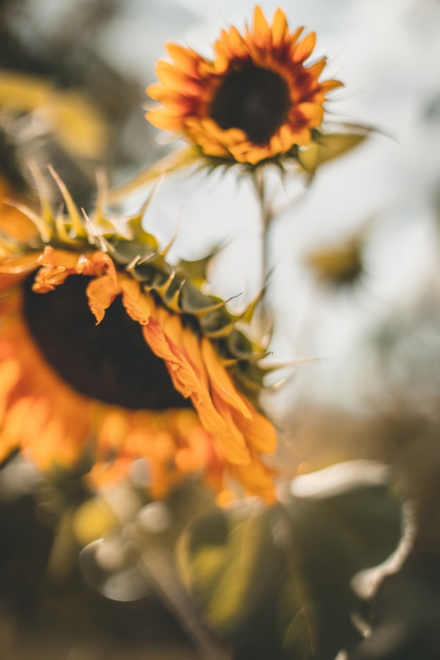 photo-1569323414408-4983f9a8490b